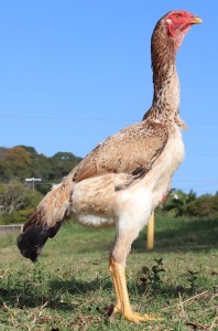 frango-indio-gigante