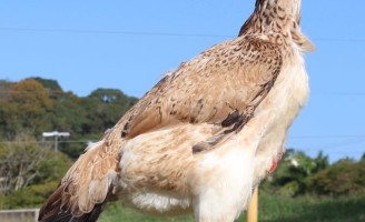 O maior frango caipira do mundo vai ter um leilão histórico
