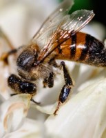 Mortalidade de abelhas no Brasil preocupa os pesquisadores e reduz as colônias