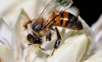Mortalidade de abelhas no Brasil preocupa os pesquisadores e reduz as colônias