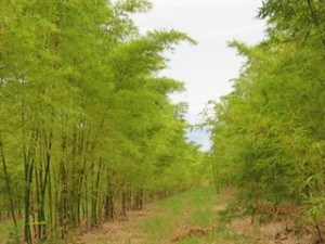bambuzal-1