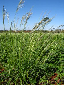 capim-amargoso