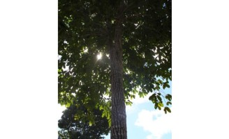 A produção de castanha do Brasil vai ser mapeada