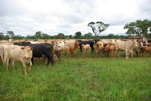 efeito estufa gado no campo