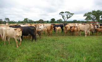 Como aplicar, no campo, manejo correto para as práticas sustentáveis de combate ao efeito estufa