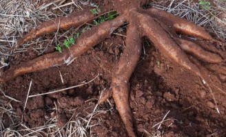 O agricultor já pode plantar um tipo de mandioca apropriada para vender para a indústria