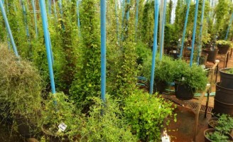 Começam os estudos para ampliar o cultivo da soja selvagem no Brasil