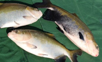 O bom momento para o comércio de peixe nativo no Brasil