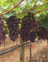 Aumenta a produção de uva no projeto irrigado de Maniçoba no nordeste