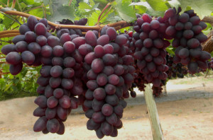 uvas-no-sao-francisco