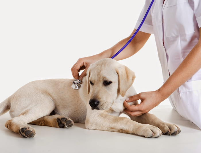 Dia do veterinário é comemorado em várias partes do Brasil