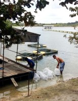 Piscicultura intensiva de Alagoas ganha incentivo