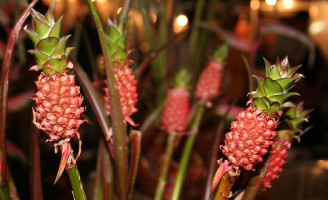 Lançadas novas sementes de abacaxi ornamental