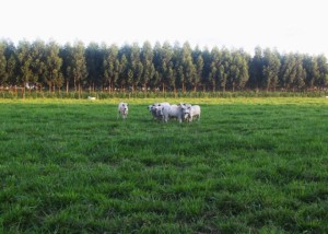 boi-no-pasto-e-na-floresta