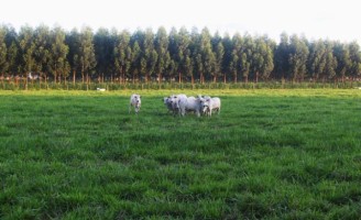 Mato Grosso adota sistema que quintuplica a produção de carne