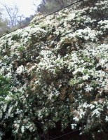 Flores do Chile