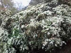 flores-brancas-do-chile