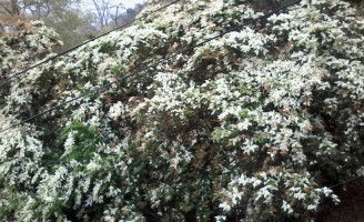 Flores do Chile