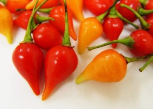 pimenta-biquinho