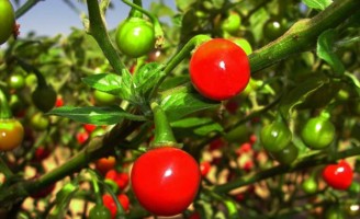 Uma pimenta mais picante e com maior teor de vitamina C