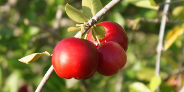 Produtos orgânicos cultivados no sertão de Pernambuco ganham o mundo