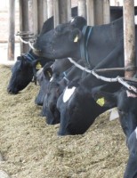 Especialista recomenda novo produto para reduzir as micotoxinas no alimento dos animais