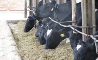 Especialista recomenda novo produto para reduzir as micotoxinas no alimento dos animais