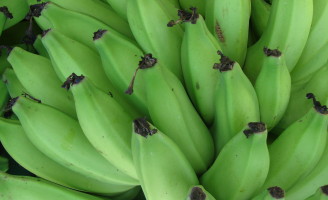 O agricultor do norte do Brasil já tem uma nova bananeira para plantar