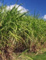 Estudo descobre que a produção de cana-de-açúcar polui menos do que o que se pensava