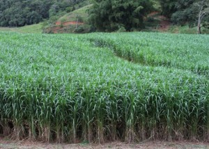 capim-elefante-nova-cultiva-no-campo