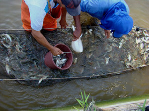 peixamento-1