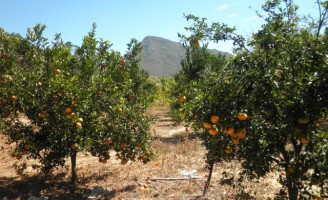 A produção de laranja gera mais de 30 mil empregos no país
