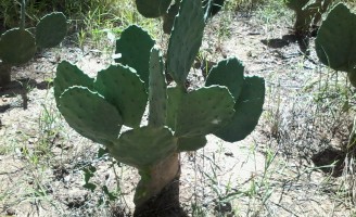 O equilíbrio da palma