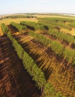 Sistema silvipastoril aumenta a produção na pecuária