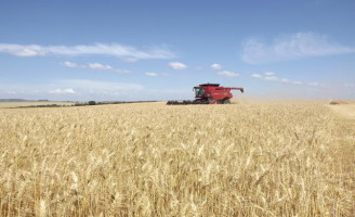 Regiões produtores começam a colheita da safra do trigo deste ano