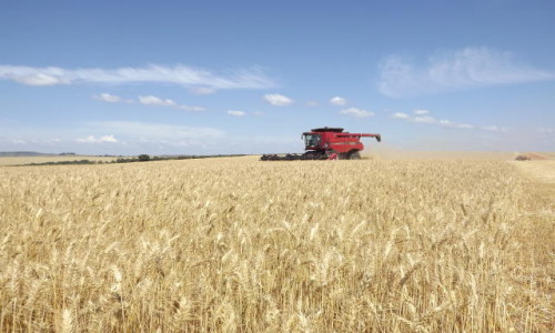 Regiões produtores começam a colheita da safra do trigo deste ano