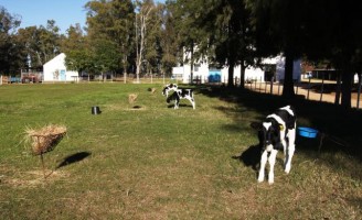 Bezerras criadas no sistema de cria em estacas se desenvolvem com saúde