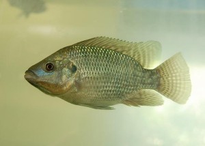 peixe-tilapia-1