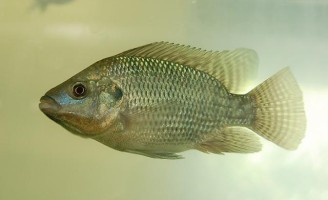 Invasão da tilápia-do-nilo pode reduzir espécies nativas de peixes nos rios