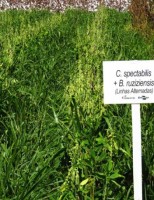 Mais produção para o plantio de algodão com uso de plantas de cobertura