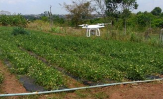 Os drones estão ajudando a combater as pragas em plantações de tomate