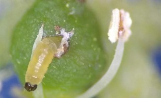 Pequenas vespas fazem o controle de uma nova praga que ataca as uvas no Vale do São Francisco