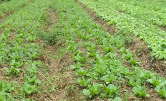 Manejo da terra com o sistema plantio direto e o uso de plantas de cobertura