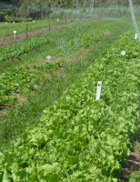 A agroecologia está crescendo nos estados brasileiros