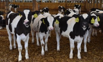 Como evitar a diarréia nos bezerros apenas com um bom manejo
