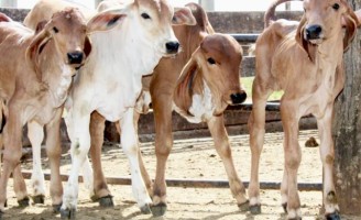 Produtor rural pode desenvolver vários embriões numa única vaca sem sair da fazenda