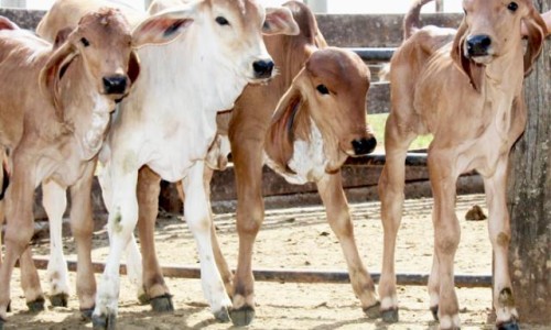 <h2><a href="https://nordesterural.com.br/produtor-rural-pode-desenvolver-varios-embrioes-numa-unica-vaca-sem-sair-da-fazenda/">Produtor rural pode desenvolver v&aacute;rios embri&otilde;es numa &uacute;nica vaca sem sair da fazenda</a></h2> Bezerros de fertiliza&ccedil;&atilde;o

Uma t&eacute;cnica inovadora e &uacute;nica. O Brasil &eacute; primeiro pa&iacute;s a desenvolver a t&eacute;cnica de produ&ccedil;&atilde;o de embri&otilde;es sem uso de laborat&oacute;rio. O trabalho foi desenvolvido pelos