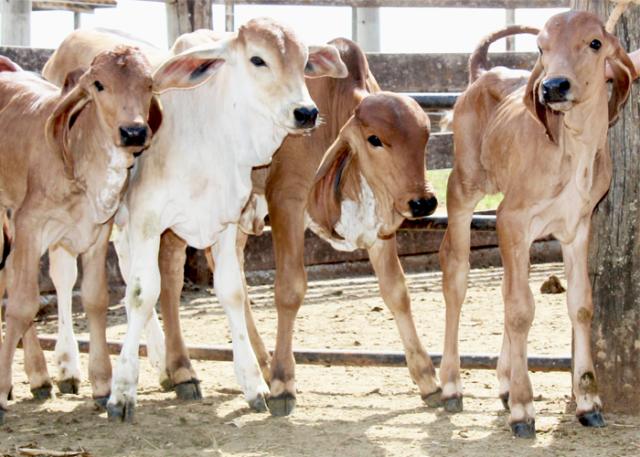 Produtor rural pode desenvolver vários embriões numa única vaca sem sair da fazenda