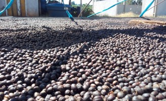 Eleito o melhor café produzido no estado do Paraná