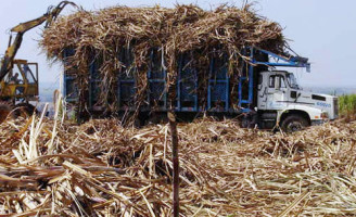 Problema para o produtor de cana no nordeste: preço deve  cair